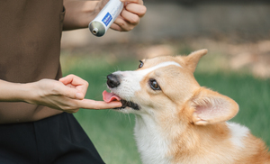 วิตามินเสริมสำหรับสุนัขและแมว 